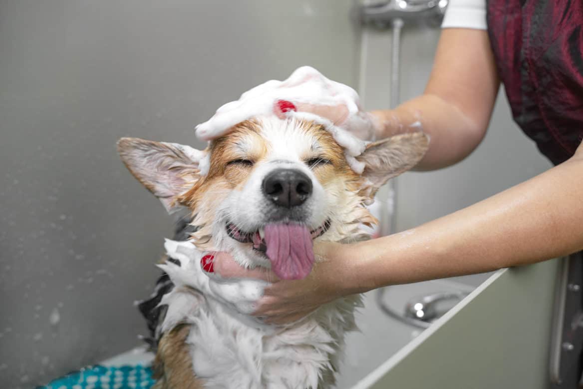 The Dog House: Bath & Brush Dog Grooming