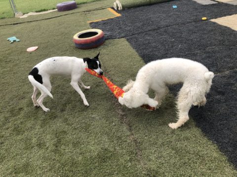 The Dog House Inc.: Doggie Daycare - 2 Dogs playing tug-of-war.