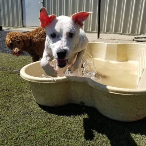 The Dog House Inc.: Doggie Daycare - 2 Dogs in kiddie pool.