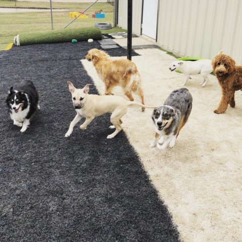 The Dog House Inc.: Doggie Daycare - 6 Dogs playing.