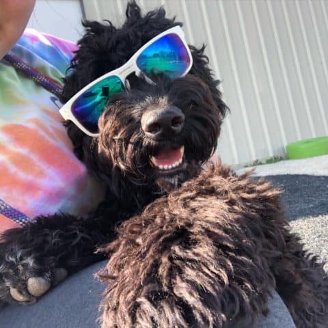 The Dog House Inc.: Doggie Daycare - Dog wearing sunglasses and relaxing.