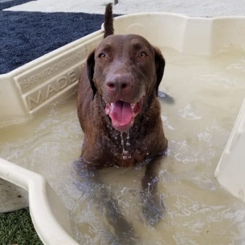 The Dog House Inc.: Doggie Daycare - Dog in kiddie pool.