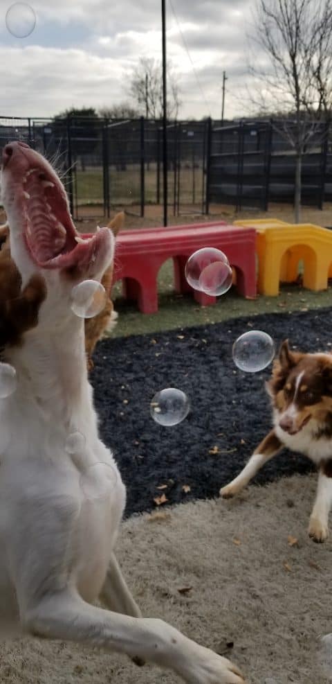 The Dog House Inc.: Doggie Daycare - Two dogs playing with bubbles.