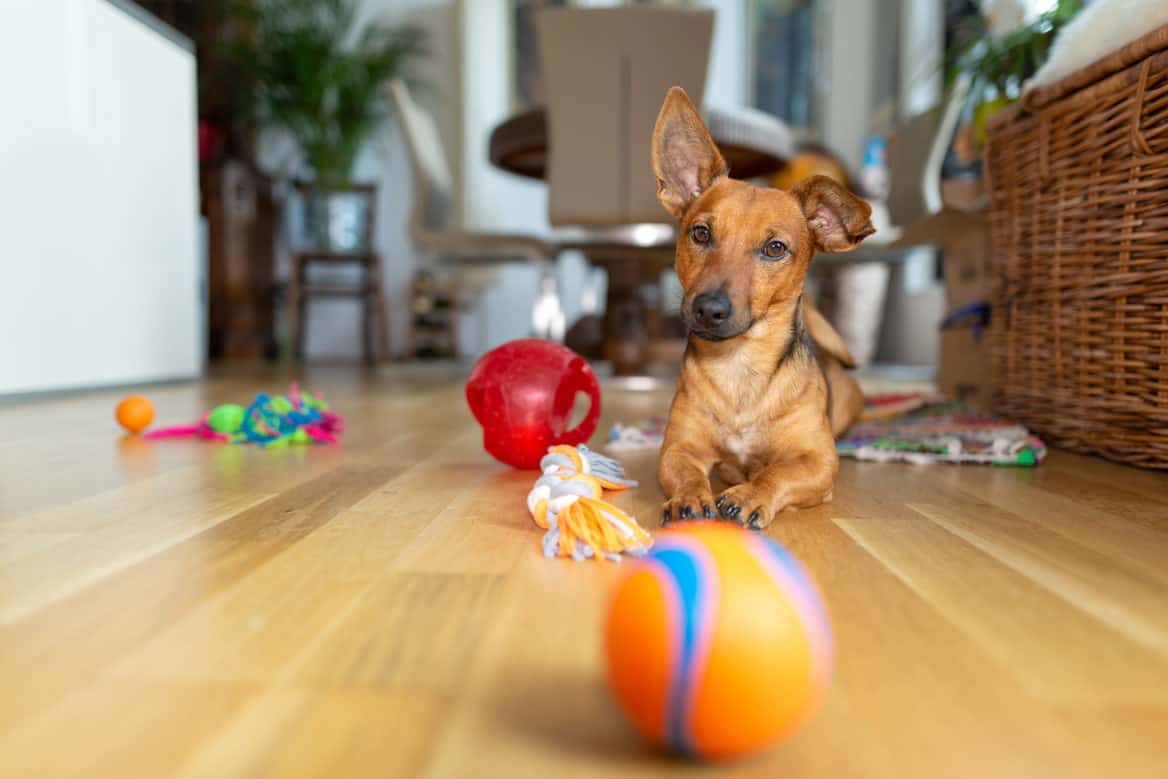 The Dog House Inc.: Daschund with Toys