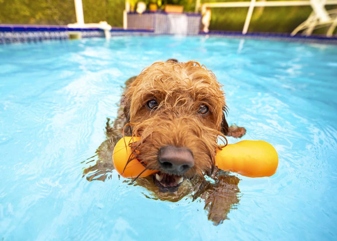 The Dog House Inc.: Dog in Pool with Toy